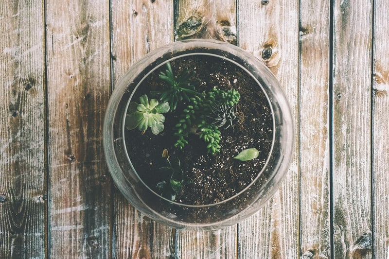 Wizardly Terrariums