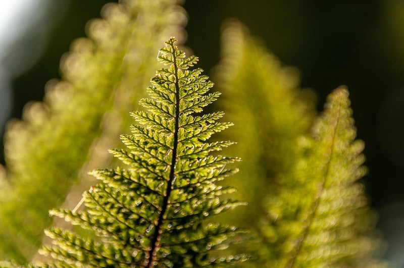 Starlight Fern