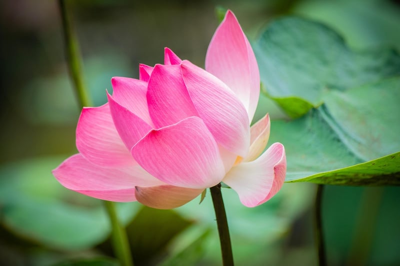 Serenity Lotus
