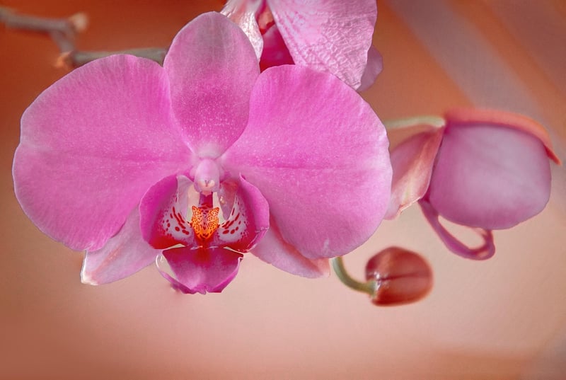 Dragon's Breath Orchid