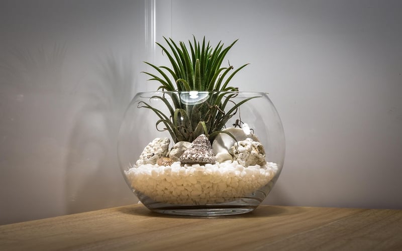 Wizardly Terrarium
