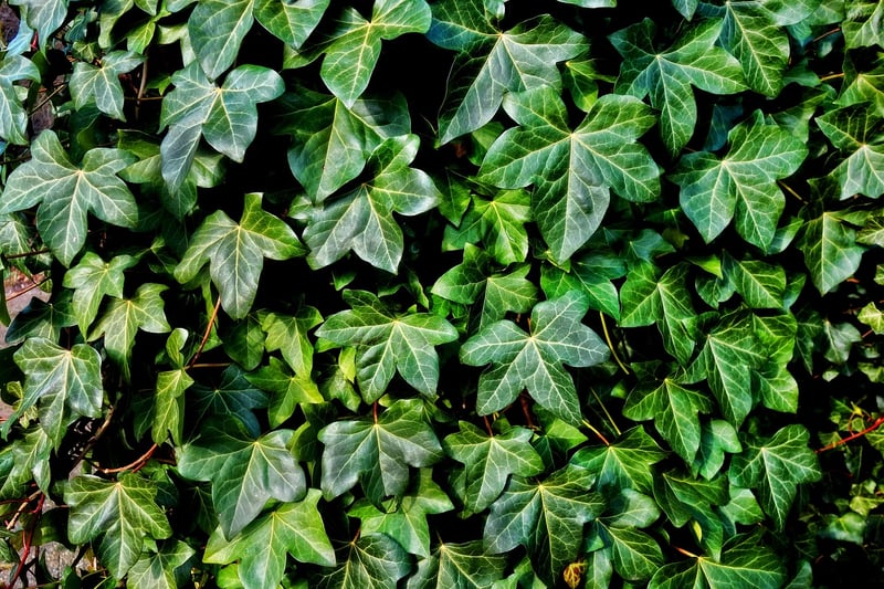 Phoenix Vine